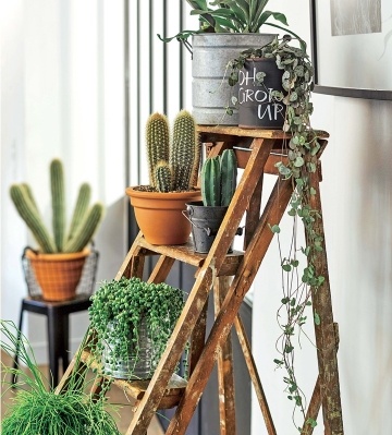 mur plantes vertes d'intérieur