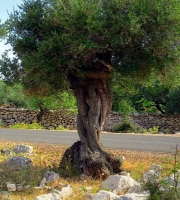 entretien plantes méditerranéennes