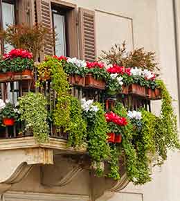 balcon fleurs mellifères