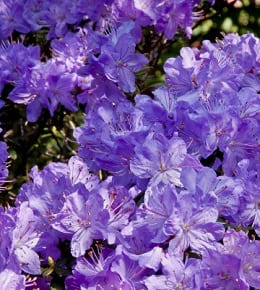 rhododendron mellifere