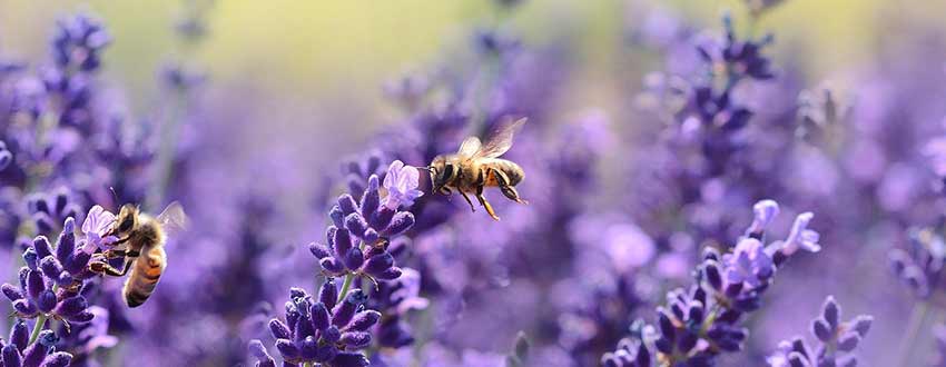 fleurs mellifères abeilles
