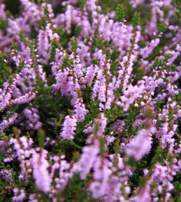 Les plantes couvre-sol.