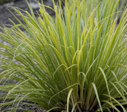 Cadrage serré sur un plant de citronelle dans un potager