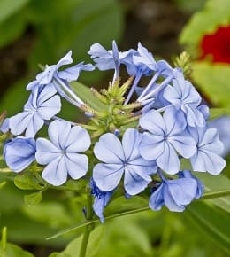 plumbago