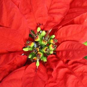 poinsettia étoile de noel
