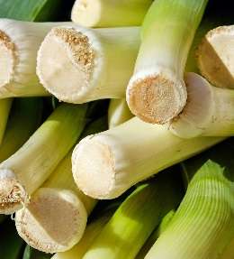 planter des poireaux