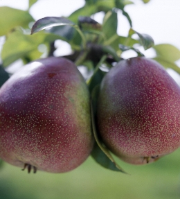 fruit poire