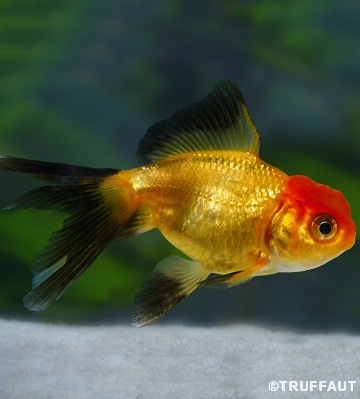 carassius auratus