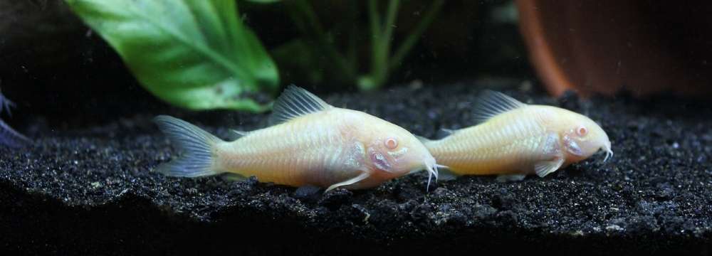 corydoras albinos poissons nettoyeurs