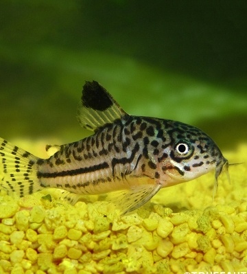 corydoras Julii Trilineatus poisson nettoyeur