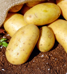 Tout savoir sur la pomme de terre primeur