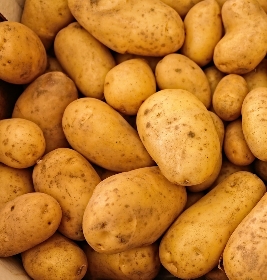 cultiver pomme de terre