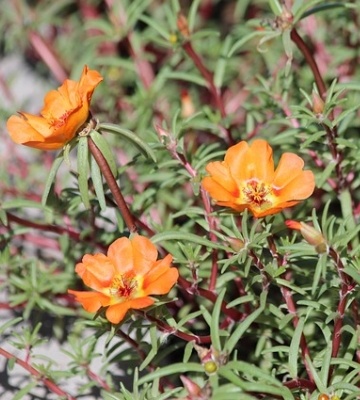 plantation du pourpier