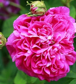 pourquoi tailler rosier