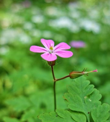 plantes repulsives solution naturelle
