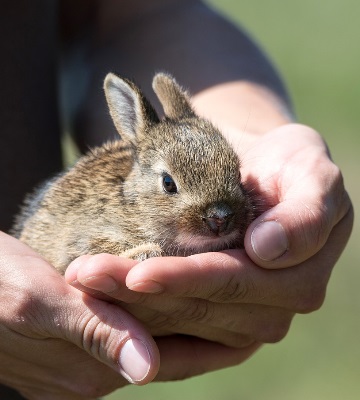 soins lapin nain et lapin bélier