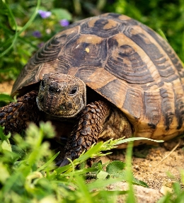 tortue terrestre hermann