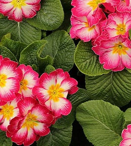 plantation primevères