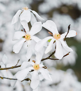 magnolia blanc