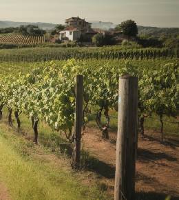 Un viticulteur examine attentivement la vigne à la recherche de symptômes d'Acariose
