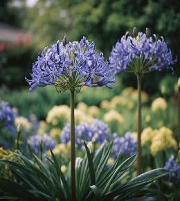 Un champ d'agapanthes en pleine floraison, leurs têtes de fleurs ressemblant à des trompettes dressées vers le ciel.
