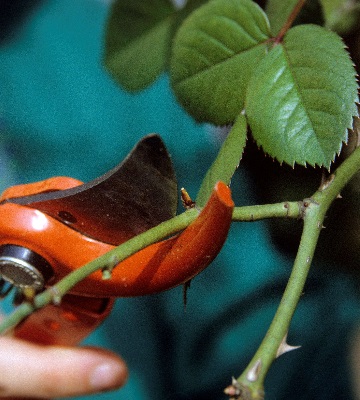 période pour la taille des rosiers