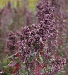 Quinoa : plantation, culture et récolte