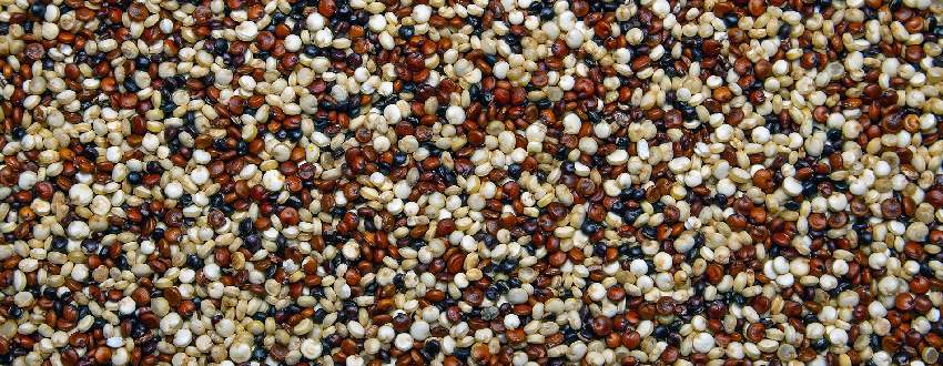 Quinoa : plantation, culture et récolte