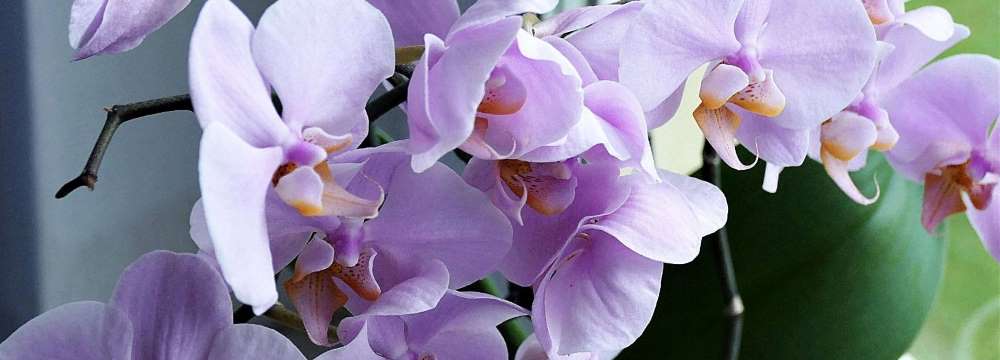 variete orchidee