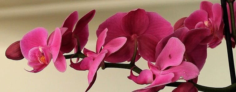 Comment faire refleurir vos orchidées ? | Truffaut