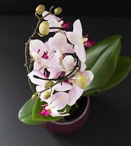 fleurs orchidées refleurir