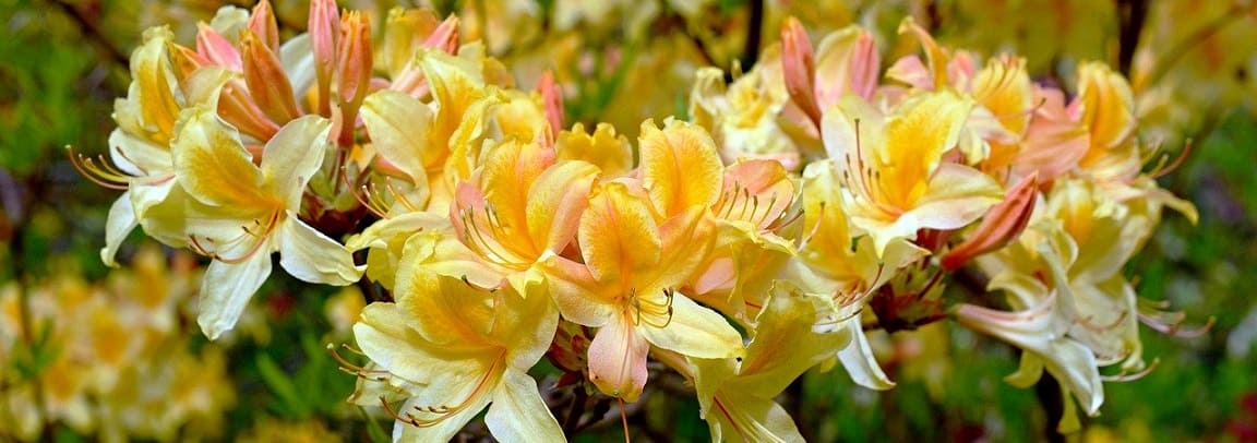 rhododendron en fleurs