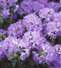 Rhododendron violet