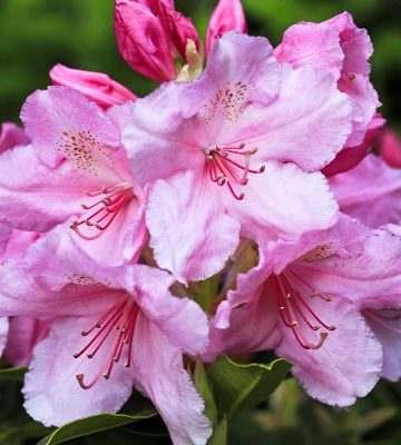 fleur rhododendron