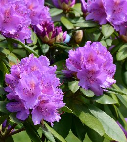 Rhododendron fleurs
