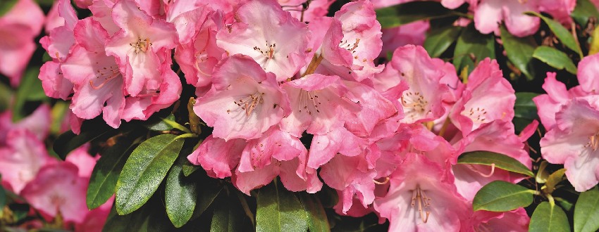 Rhododendrons roses