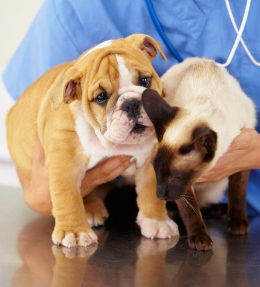 danger maison animaux