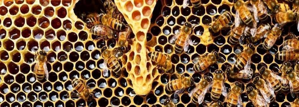 ruche d'abeille miel