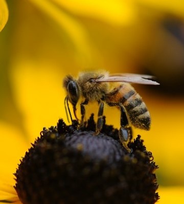 le rôle de l'abeille