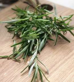 rosmarinus officinalis
