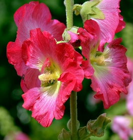 rose tremière plantation