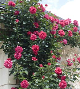 rosier rose