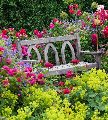 5 rosiers parfumés pour le jardin