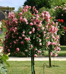 rosier tige rose