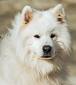 samoyède portrait