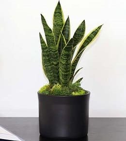 sanseveria plante verte