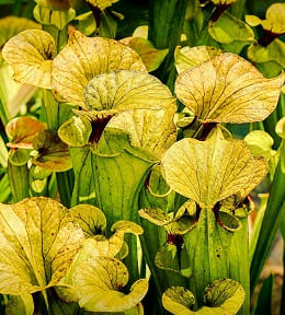 sarracenia