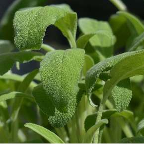 feuilles sauge officinale