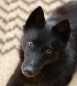 schipperke portrait