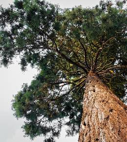 sequoia plante
